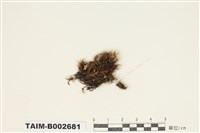 藏品(曲尾苔屬)的圖片